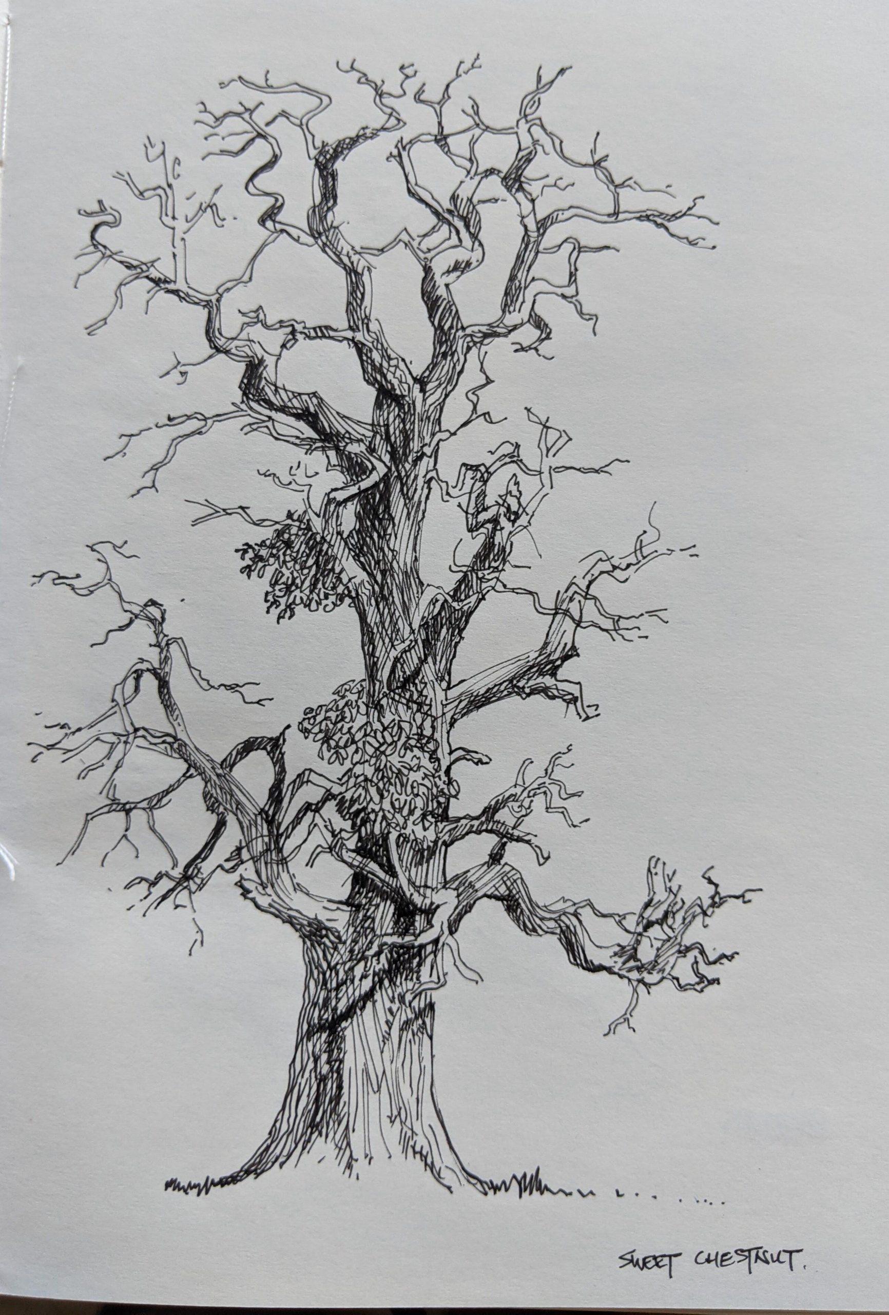 Owen Bannister: Sweet Chestnut pen sketch
