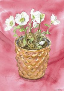 Abingdon Artists: Lucy Kilbey - Christmas Rose - Watercolour 31 x 39cm £95 framed.