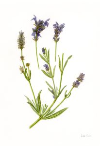 Abingdon Artists: Lisa Coles - English Lavender - Watercolour 21 x 29cm NFS.