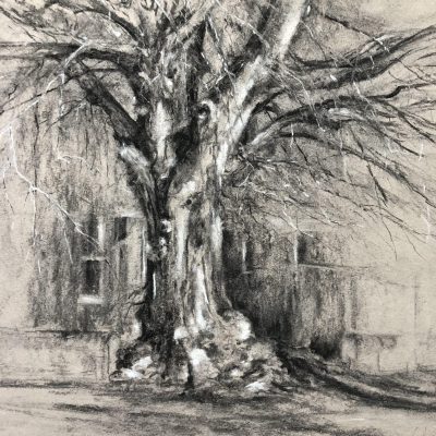 Beech tree