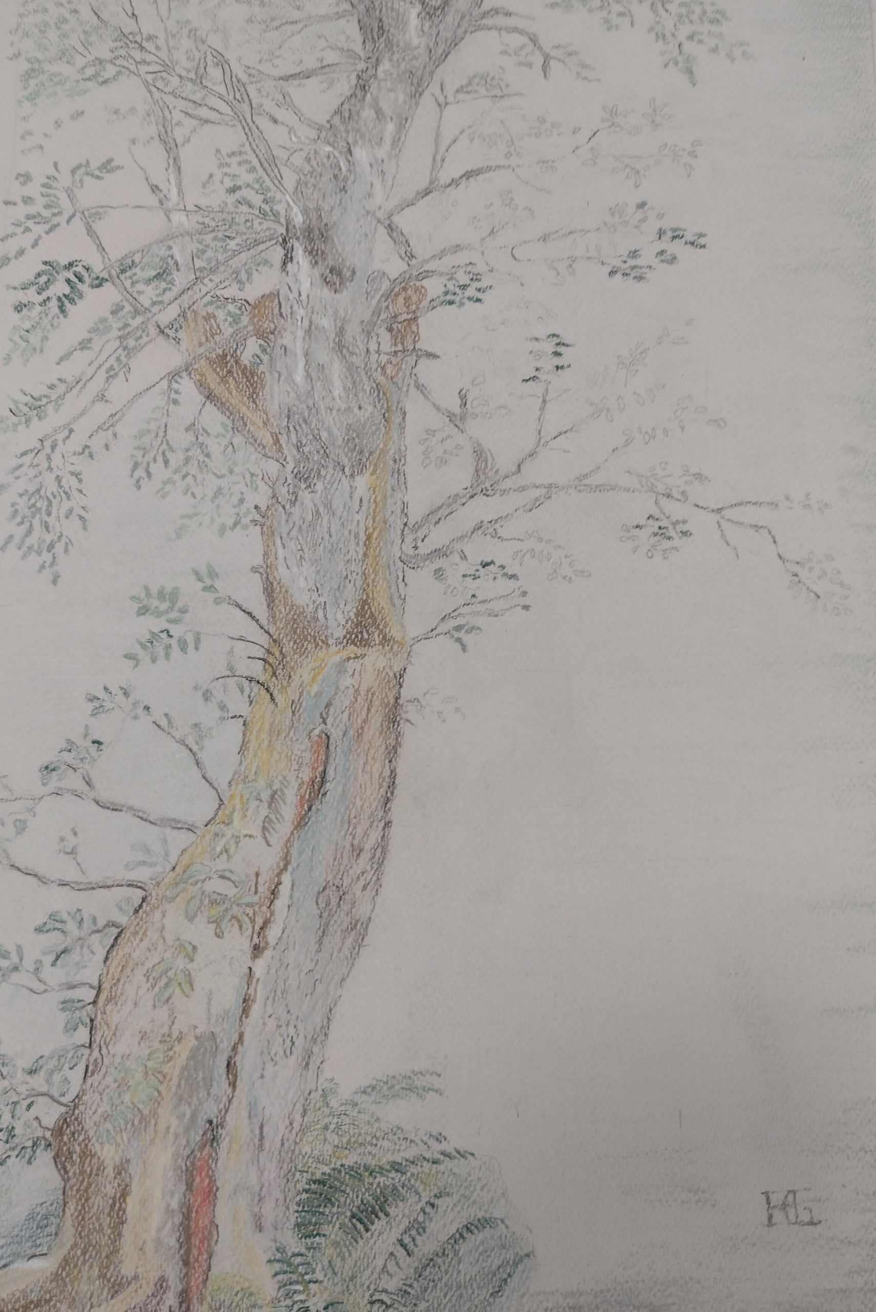 Oxon Artmakers: Study of a Tree, after Hendrick Goltzius, Ashmolean Museum , Pastel crayon