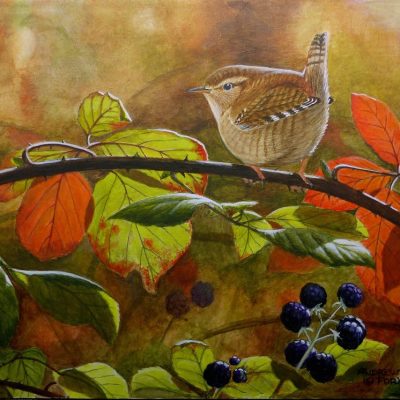 Wren on brambles