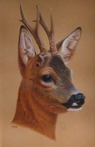 Andrew Forkner: Roe Deer